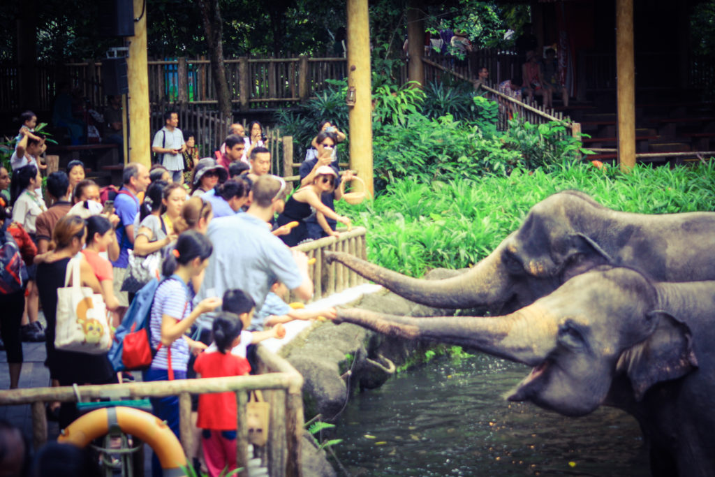 Elephant show in Singapore